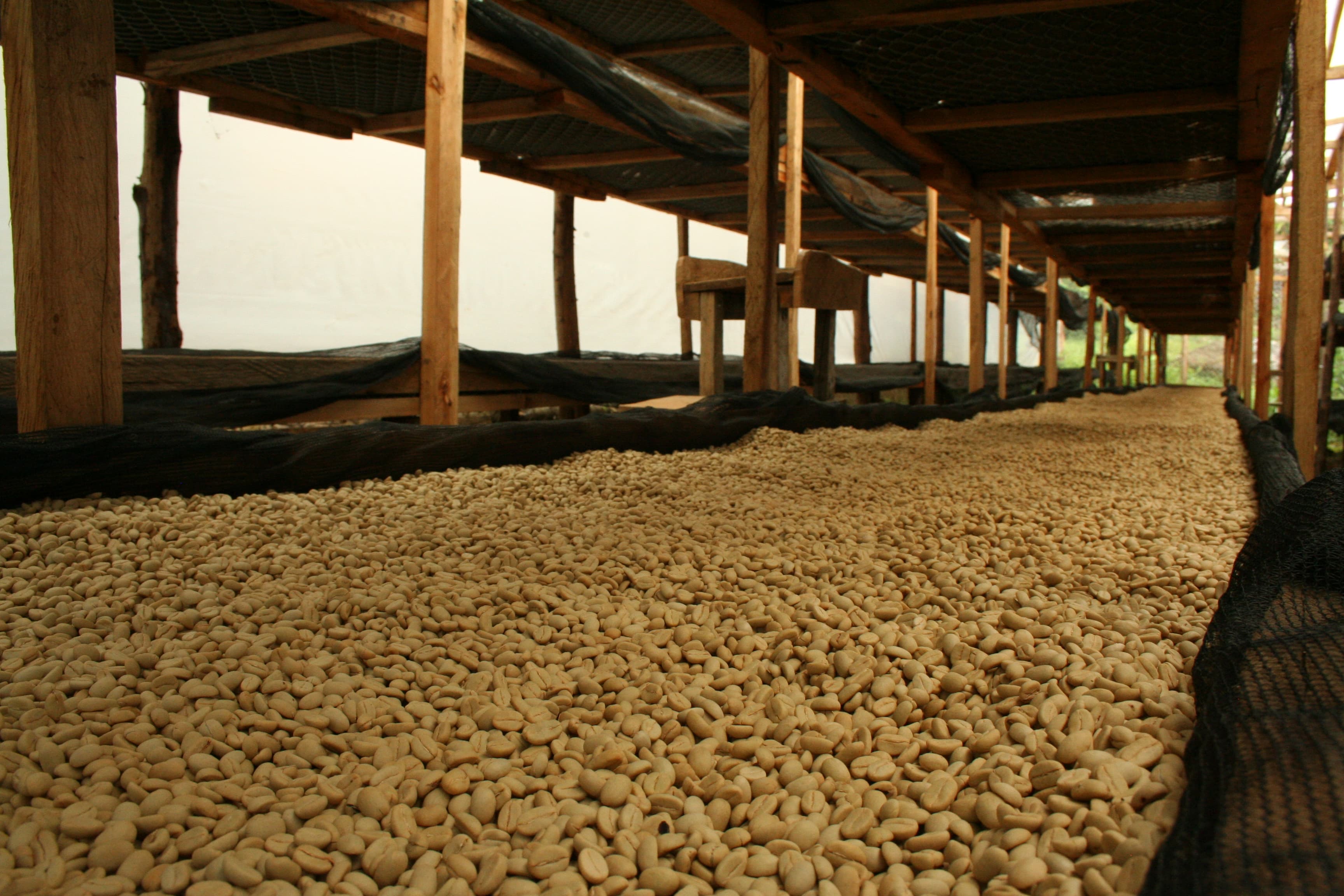 The Coffee Gardens