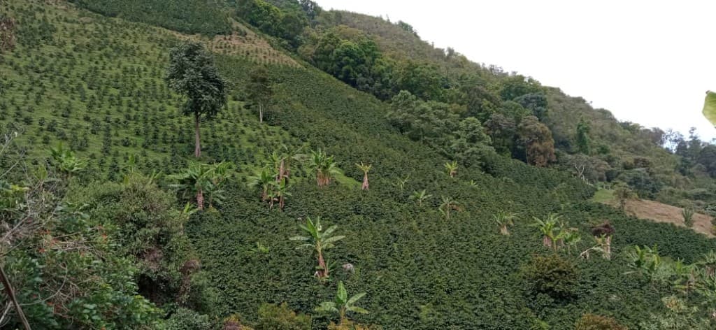 Coffee trees growing on the steep hillsides of Huila, Colombia