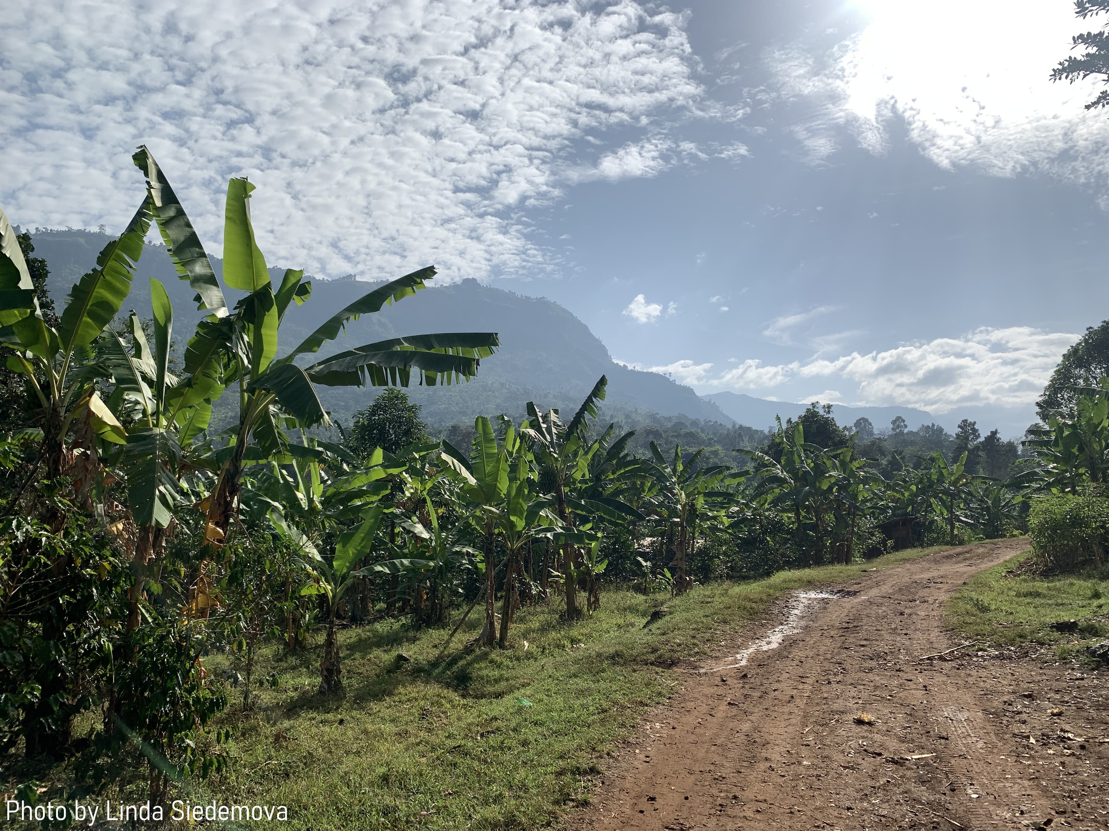 Banana trees lining the track up to the farm, mountains behind