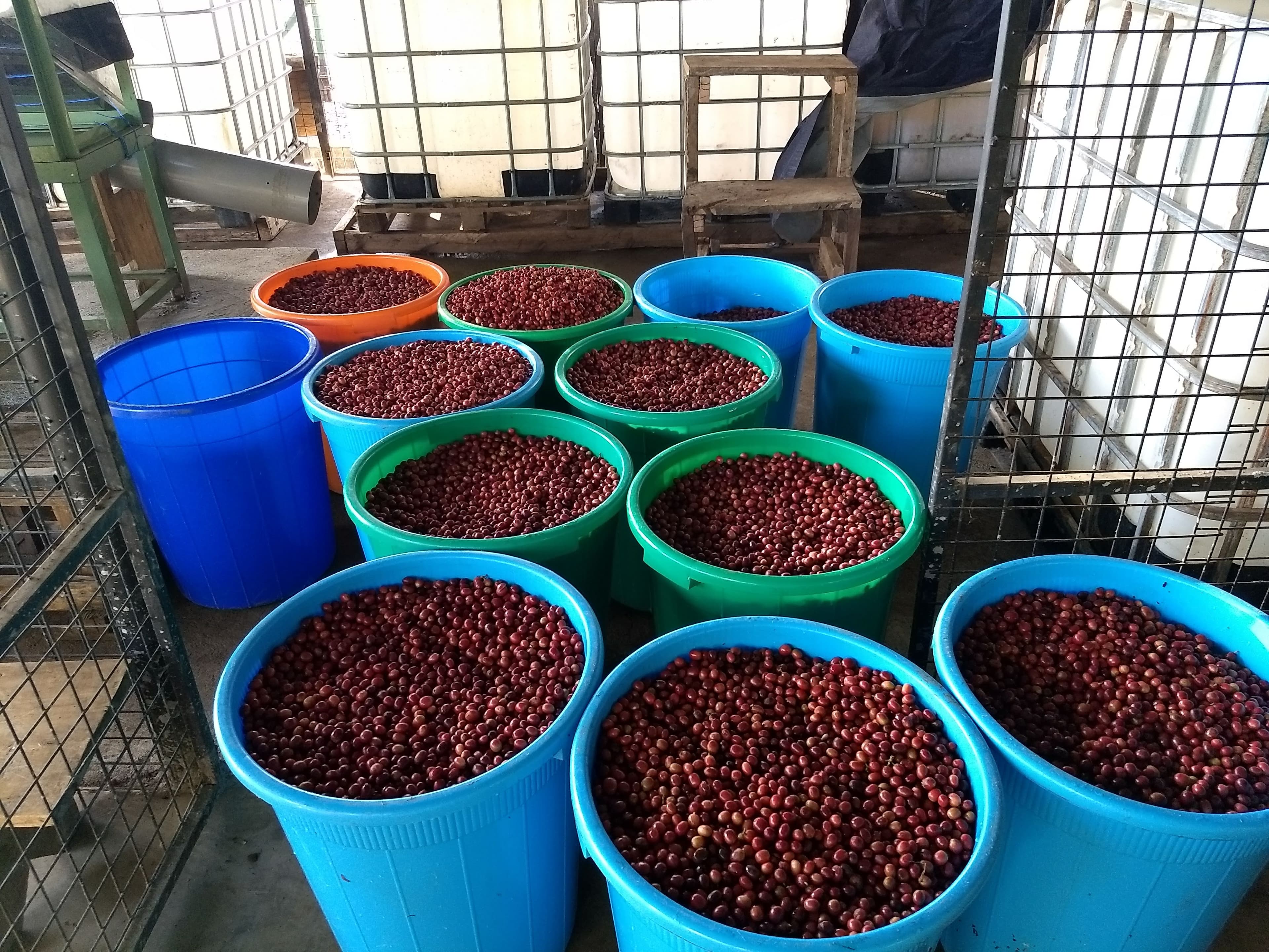 Freshly picked coffee cherries sorted into buckets