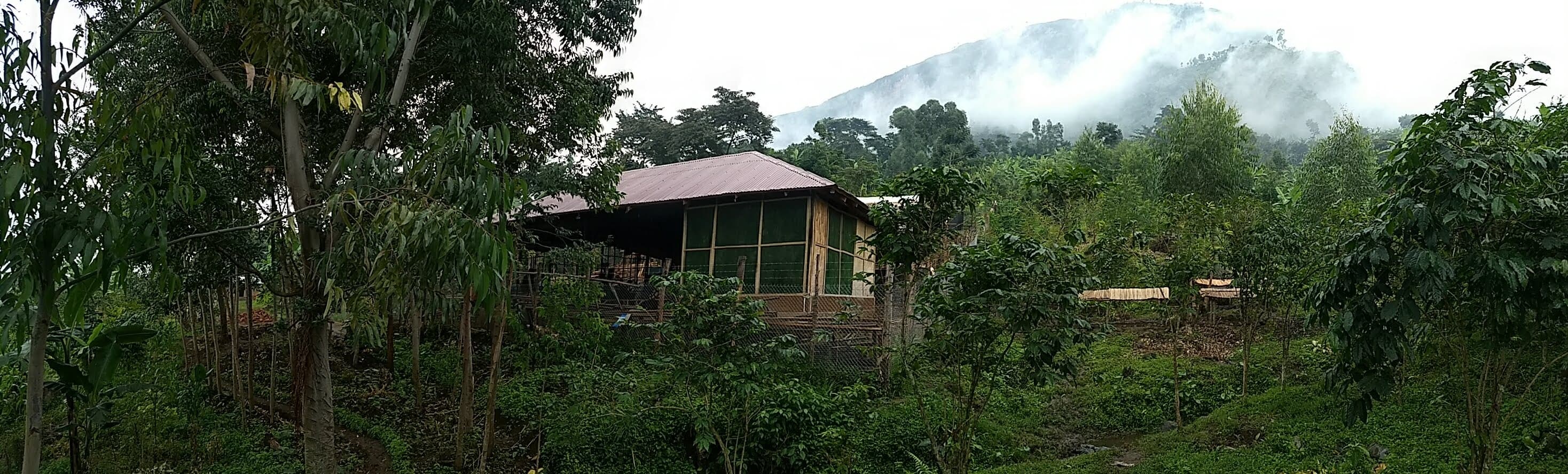 The Coffee Gardens washing station set against the misty mountainside